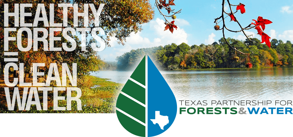 Healthy forests equals clean water