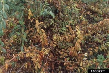 Fireblight